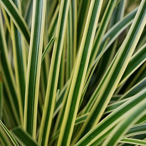 Carex Oshimensis 'Evercream' 5 Carex Oshimensis 'Evercream' - Image 3