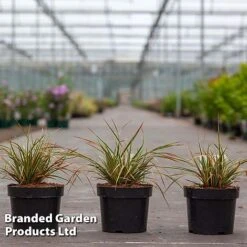 Carex Morrowii 'Everglow' (Evercolour Series) -Garden Plants CARE EVERGLO3L S30712