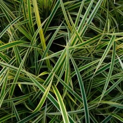 Carex Morrowii 'Everglow' (Evercolour Series) -Garden Plants CARE EVERGLOW W30348 NOW1