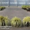 Carex Oshimensis 'Everoro' -Garden Plants CARE EVERORO S45276