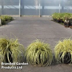 Carex Oshimensis 'Everoro'