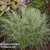 Carex Comans 'Frosted Curls' -Garden Plants CARE FROSTCURL S43373