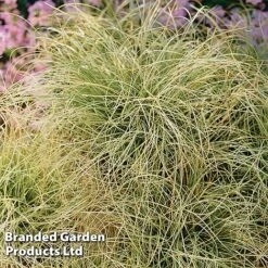 Carex Comans 'Frosted Curls' -Garden Plants CARE FROSTCURL S43376