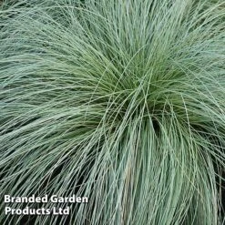 Carex Comans 'Frosted Curls' -Garden Plants CARE FROSTCURL W481041