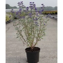 Caryopteris X Clandonensis 'Thetis' 7 Caryopteris X Clandonensis 'Thetis' -Garden Plants CARY T62036 A h