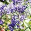Caryopteris X Clandonensis 'Heavenly Blue' -Garden Plants CARY T66107 A