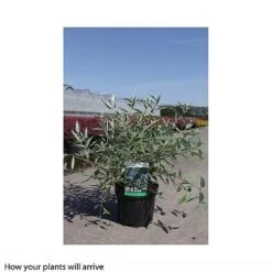 Caryopteris X Clandonensis 'Heavenly Blue' -Garden Plants CARY T66107 B h