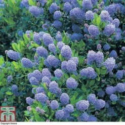 Ceanothus 'Skylark' -Garden Plants CEAN TKA0803 A