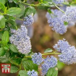 Ceanothus 'Skylark' -Garden Plants CEAN TKA0803 D
