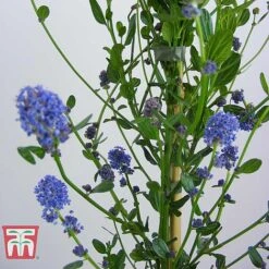 Ceanothus 'Skylark' -Garden Plants CEAN TKA0803 E