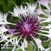 Centaurea Montana Amethyst In Snow -Garden Plants CENT KA4917 A