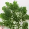 Ceratophyllum Demersum (Oxygenating Aquatic) -Garden Plants CERA T78127 A h