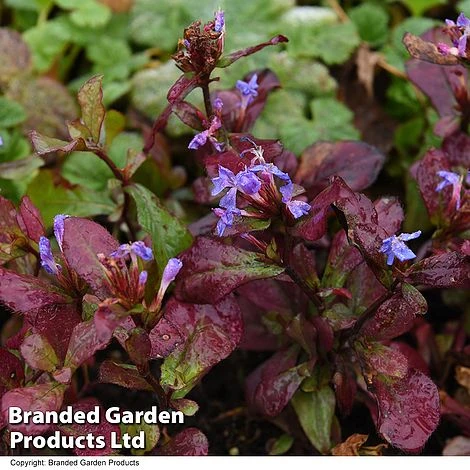 Ceratostigma Plumbaginoides 3 Ceratostigma Plumbaginoides