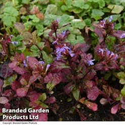 Ceratostigma Plumbaginoides 5 Ceratostigma Plumbaginoides -Garden Plants CERA PLUMBAGIN T28591