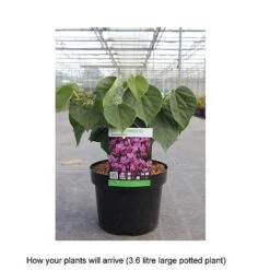 Cercis Chinensis 'Avondale' -Garden Plants CERC T67896 B h