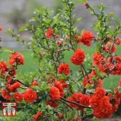Chaenomeles 'Orange Storm' -Garden Plants CHAE T79995 C