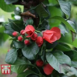 Chaenomeles 'Orange Storm' -Garden Plants CHAE T79995 D