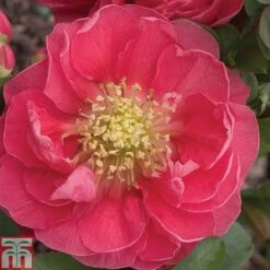 Chaenomeles 'Pink Storm' -Garden Plants CHAE T79996 A