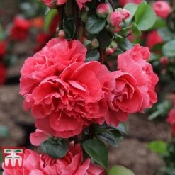 Chaenomeles 'Pink Storm' -Garden Plants CHAE T79996 C