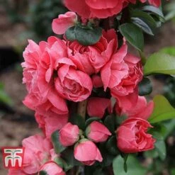 Chaenomeles 'Pink Storm' -Garden Plants CHAE T79996 E