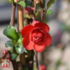 Chaenomeles 'Scarlet Storm' -Garden Plants CHAE T79997 E
