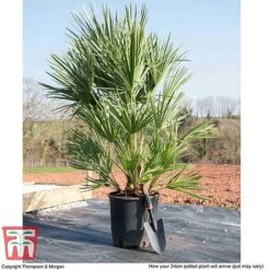 Chamaerops Humilis -Garden Plants CHAM T47761 L