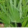 Chamaerops Humilis -Garden Plants CHAM T47762 A1