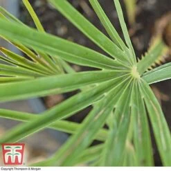Chamaerops Humilis -Garden Plants CHAM T47762 D1