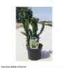 Chamaecyparis Pisifera 'Teddy Bear' -Garden Plants CHAM T66140 A h