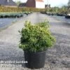 Chamaecyparis Obtusa 'Tsatsumi Gold' -Garden Plants CHAM TSATSUMIG S45288