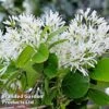 Chionanthus Retusus -Garden Plants CHIO RETUSUS L44985