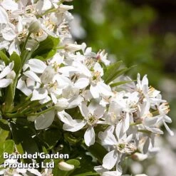 Evergreen Patio Shrub Collection -Garden Plants CHOI TERNATA L30898