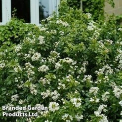 Evergreen Patio Shrub Collection -Garden Plants CHOI TERNATA S30899