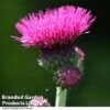 Cirsium Rivulare 'Atropurpureum' -Garden Plants CIRS ATROPURPUR T00281