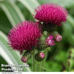 Cirsium Rivulare 'Atropurpureum' -Garden Plants CIRS ATROPURPU T07804
