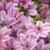 Clematis 'Nelly Moser' -Garden Plants CLEM T58049 A