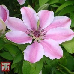 Clematis 'Nelly Moser' -Garden Plants CLEM T58049 B