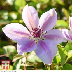 Clematis 'Nelly Moser' -Garden Plants CLEM T58049 BB