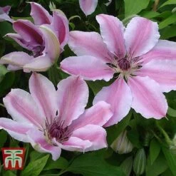 Clematis 'Nelly Moser' -Garden Plants CLEM T58049 C