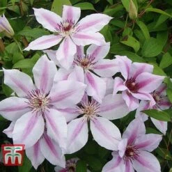 Clematis 'Nelly Moser' -Garden Plants CLEM T58049 D