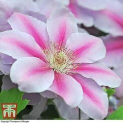 Clematis 'Nelly Moser' -Garden Plants CLEM T58049 E