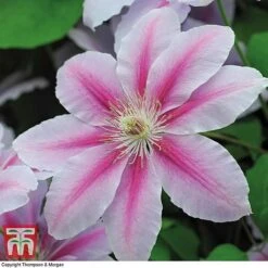 Clematis 'Nelly Moser' -Garden Plants CLEM T58049 F