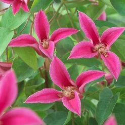 Clematis 'Princess Diana' -Garden Plants CLEM T58051 A h