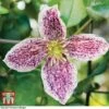 Clematis Cirrhosa Var. Purpurascens 'Freckles' -Garden Plants CLEM T59148 B1