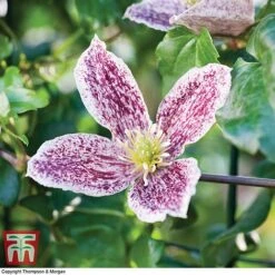 Clematis Cirrhosa Var. Purpurascens 'Freckles' -Garden Plants CLEM T59148 C1