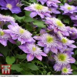 Clematis Crystal Fountain™ Evipo038 -Garden Plants CLEM T59150 D1