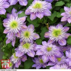 Clematis Crystal Fountain™ Evipo038 -Garden Plants CLEM T59150 E1