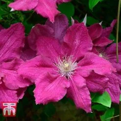 Clematis 'Ernest Markham' -Garden Plants CLEM T59151 C