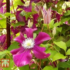 Clematis 'Ernest Markham' -Garden Plants CLEM T59151 D