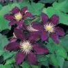 Clematis 'The Vagabond'